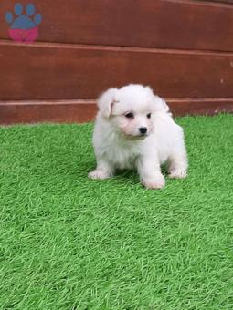 Maltese Terrier A Kalite Yavrularımız Hazır