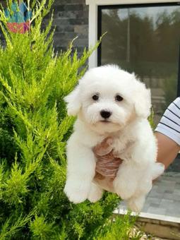 2 Aylık Safkan Maltese Terrier Yavruları