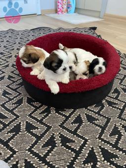 Dişi ve Erkek Shih Tzu Yavrularımız