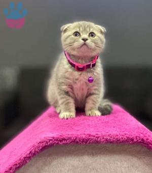 Scottish Fold Silver 2 Aylık Yavrumuza Yuva Aranıyor