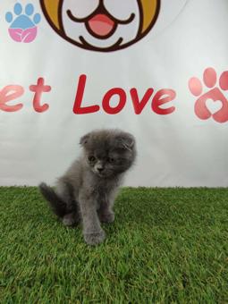 Muhteşem Safkan Scottish Fold Yavrularımız