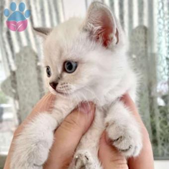 Harika Güzellikteki Yavru British Shorthair Blue Point