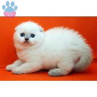 Safkan Scottish fold Blue Point Yavrularımız