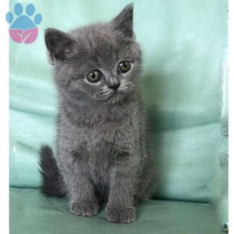 Safkan Gri British Shorthair Yavrularımız