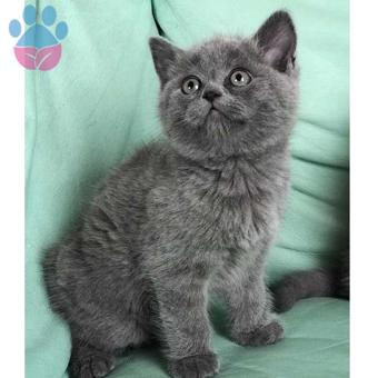 Safkan Gri British Shorthair Yavrularımız