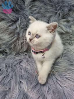 Mükemmel Safkan British Shorthair Yavrularımız