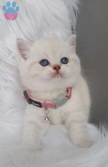 Mükemmel Safkan British Shorthair Yavrularımız