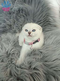 Mükemmel Safkan Scottish Fold Yavrumuz