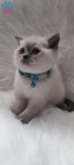 British Shorthair Blue Point Yavrularımız