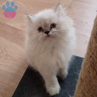 Safkan British Longhair Blue Point Yavrumuz