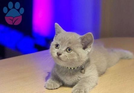 British Shorthair 2 Aylık Erkek Yavrumuz