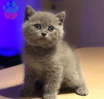 British Shorthair Duman Rengi Yavrular