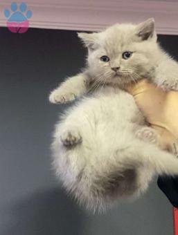 British Shorthair Erkek Yavrumuz 2 Aylık