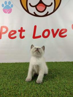 Muhteşem Safkan Blue Point British Shorthair Yavrularımız