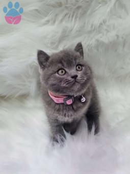 Mükemmel British Shorthair Yavrularımız