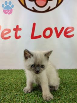 Muhteşem Safkan Blue Point British Shorthair Yavrularımız