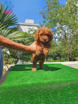 Toy Poodle Sağlık Karneli Aşılı Yavrular