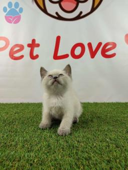 Muhteşem Safkan Blue Point British Shorthair Yavrularımız