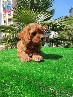 Toy Poodle Zeki Eğitilmesi Kolay Yavrular