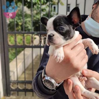 Muhteşem Güzellikteki French Bulldog Yavrularımız