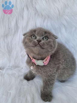 Mükemmel Safkan Scottish Fold Yavrular