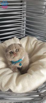 Scottish Fold Sağlıklı Dişi ve Erkek 2 Aylık Yavrular