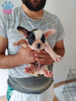 Muhteşem Korsan Yavru French Bulldog