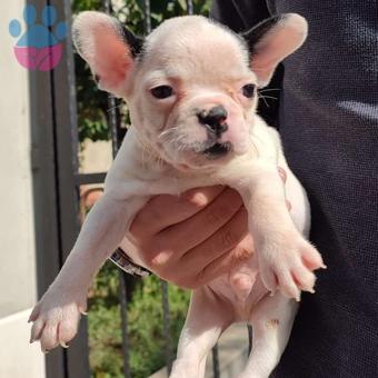 Muhteşem Güzellikteki Erkek French Bulldog Yavrularımız