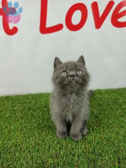 Muhteşem Safkan British Shorthair Yavrularımız