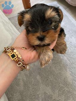 Yorkshire Terrier Sevimli Sağlıklı Yavrularımız