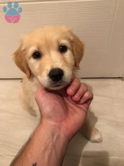 Yüzde Yüz Sağlıklı Golden Retriever Yavrularımız