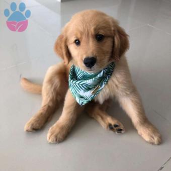 2 Aylık Oyuncu Golden Retriever Yavrularımız