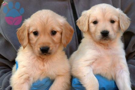 Bakımları Tam 2 Aylık Golden Retriever Yavrularımız