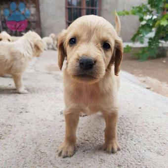 Dünyalar Tatlısı Golden Retriever Irkı Yavrularımız