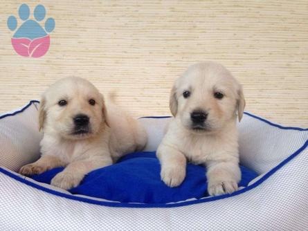 2 Aylık Sevimli Gülen Surat Golden Retriever Yavrular