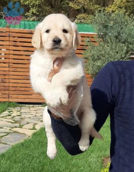 Sağlıklı 2 Aylık Golden Retriever Yavrular