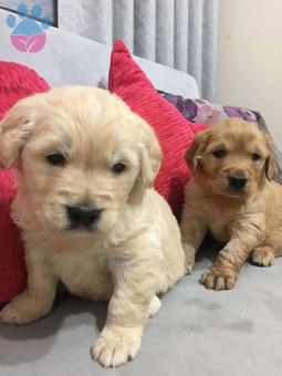 Evde Beslemeye Uygun Golden Retriever Yavrularımız