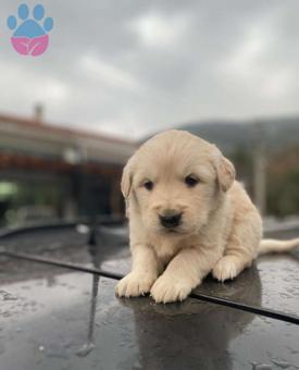 A Kalite Sağlıklı Golden Retriever Yavrularımız