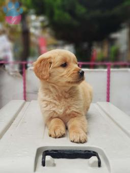 Aile Dostu 2 Aylık Golden Retriever Yavrularımız