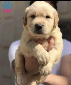 Sevecen Sağlık Garantili Golden Retriever Yavrularımız