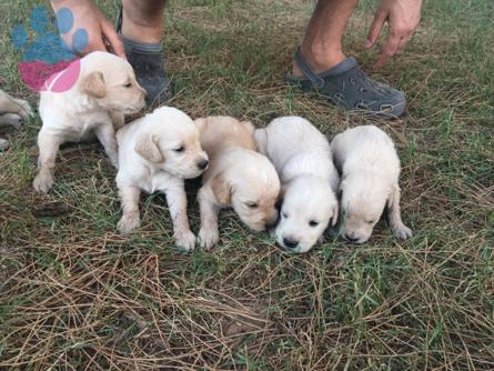 Evinizin Neşesi Olmaya Aday Golden Retriever