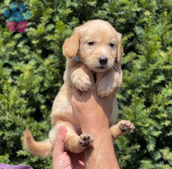 Akıllı 2 Aylık Golden Retriever Yavrularımız