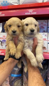 Cana Yakın Aşıları Tam Golden Retriever Yavrularımız