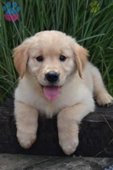 Golden Retriever Baby Face Yavrular Irk Garantili