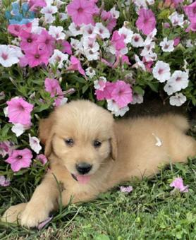 Golden Retriever Yavrular Dişi ve Erkek 2 Aylık