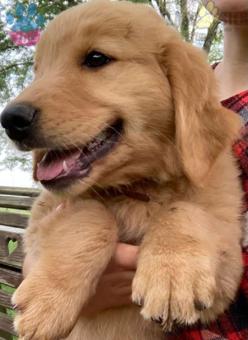 Golden Retriever Evinizin Neşesi Olmak İçin Bekliyor