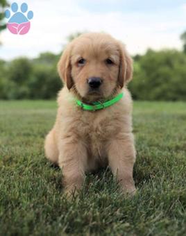 Golden Retriever 2 Aylık Dişi Bebek