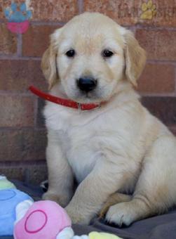 Bebek Yüzlü Golden Retriever Altın Tüylü Yuva Arıyor