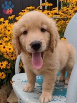 Golden Retriever Yavrular 2 Aylık Aşılar Tam Sağlık Karneli