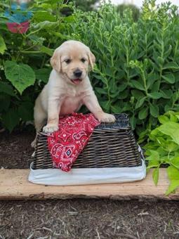 Golden Retriever Sağlıklı Aşıları Tam Yavrular